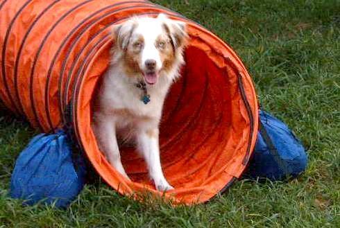 dog agility tunnel bags